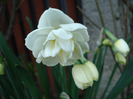Narcissus Bridal Crown (2011, April 17)