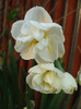 Narcissus Bridal Crown (2011, April 17)