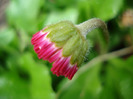 Bellis perennis (2011, April 19)