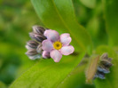 Myosotis alpestris (2011, April 17)