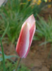 Tulipa Peppermint Stick (2011, April 24)