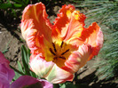 Tulipa Apricot Parrot (2011, April 25)