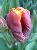 Tulipa Bright Parrot (2011, April 24)