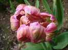 Tulipa Air (2011, April 19)