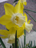 Daffodil Pipit (2011, April 27)