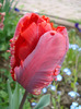 Tulipa Rococo (2011, April 27)