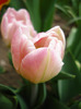 Tulipa Upstar (2011, April 26)