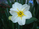 White & Yellow (2011, April 25)