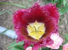 Tulipa Barbados (2011, April 29)