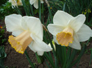 Daffodil Salome (2011, April 27)