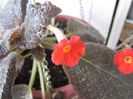 2 mai 2011-episcia