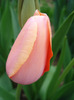 Tulipa Menton (2011, May 01)