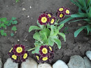 primula pubescens