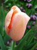 Tulipa Menton (2011, May 04)