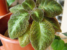 Episcia