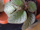 Episcia 2