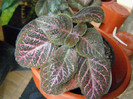 Episcia 4