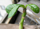 PACHYPODIUM decaryi