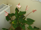 ANTHURIUM ROZ