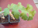 Tot detaliu frunza Pelargonium ferulaceum