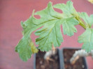 Detaliu frunza Pelargonium ferulaceum