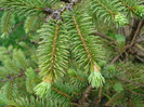 Picea abies (2009, May 13)