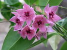 Hoya dennisii