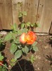 trandafir orange 2