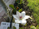 clematis Pink Fantasy