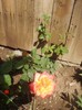 trandafir orange 3
