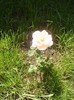 trandafir roz pal