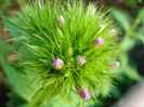 Dianthus barbatus (2011, May 27)