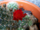 Rebutia fiebrigi