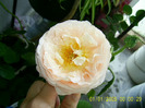 abraham darby dimineata