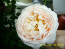 abraham darby seara