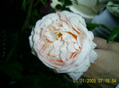 abraham darby seara