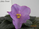 Aloha Orchid 23-05-2011