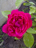 Cretuliu roz
