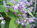 deutzia