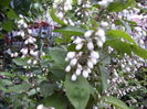 deutzia