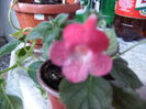 kohleria