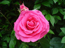 Rose Pink Peace (2011, June 09)