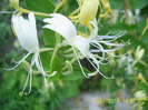 lonicera (1)