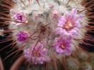 Mammillaria Bombicyna