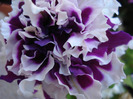 Petunia Purple Pirouette (2011, Jun.19)