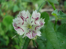 Dianthus chinensis (2011, June 18)