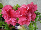 Petunia Double Red (2011, June 30)