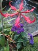Heliotropium peruvianum si gloriosa
