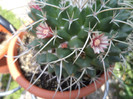 Flori de mammillaria