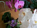 orhidee 091